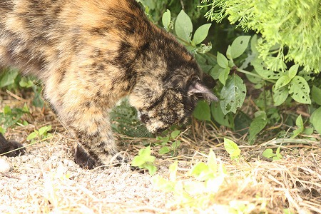 ひるぱとにゃ ひるぱとにゃ