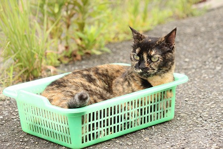 はやいものがちにゃ はやいものがちにゃ