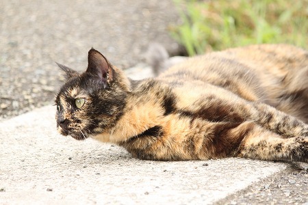 しりょいにゃ! しりょいにゃ!