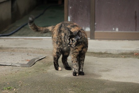 ぼーすい にゃのかにゃ~ ぼーすい にゃのかにゃ~