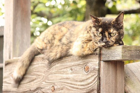 ねこっぽいかにゃ~ ねこっぽいかにゃ~