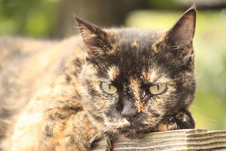 ねこっぽいかにゃ~ ねこっぽいかにゃ~