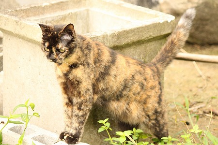 また たいふーんにゃ また たいふーんにゃ