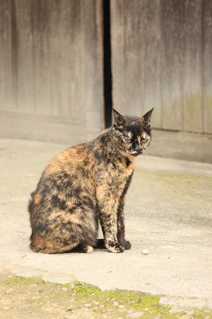 すだりぇかもにゃ~ すだりぇかもにゃ~