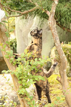 おしりゃせにゃ おしりゃせにゃ