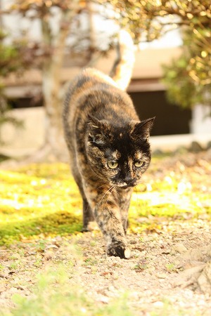 れっつりゃ ごーごー れっつりゃ ごーごー