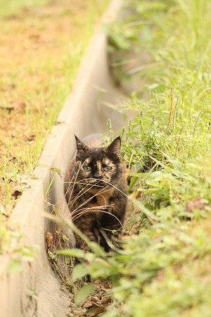 びみょーにゃとこ びみょーにゃとこ