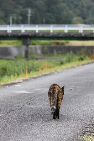 だまさりぇにゃいにゃ だまさりぇにゃいにゃ