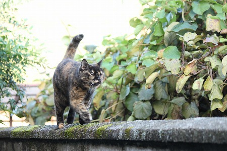 け にゃのかにゃ~? け にゃのかにゃ~?