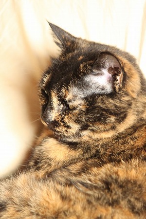 かんけーありゅにゃし かんけーありゅにゃし