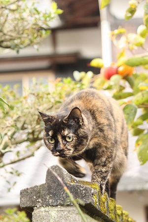 そにゃのかにゃ~? そにゃのかにゃ~?