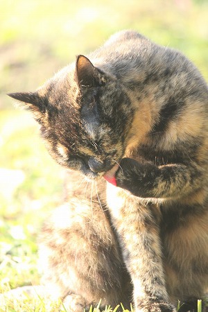 むかしばにゃし ぽいかもにゃ~ むかしばにゃし ぽいかもにゃ~