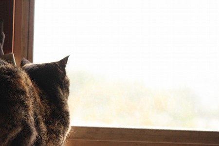まどかりゃみえりゅ? まどかりゃみえりゅ?