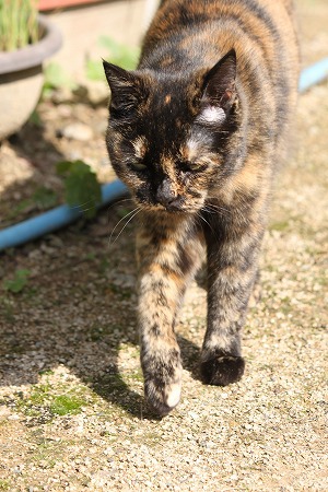 ぽいにゃ~ ぽいにゃ~