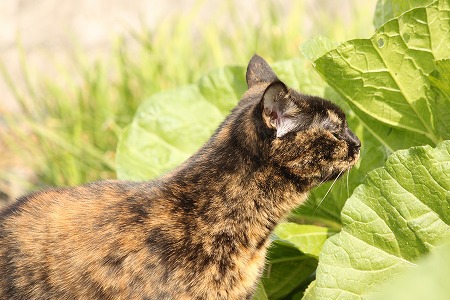 ぽいにゃ~ ぽいにゃ~