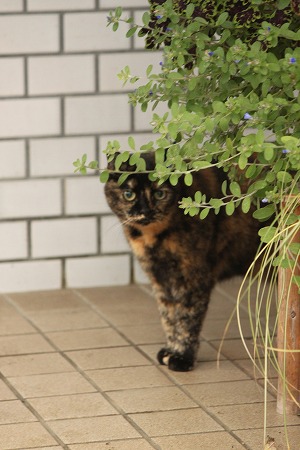 けーかいにゃ けーかいにゃ