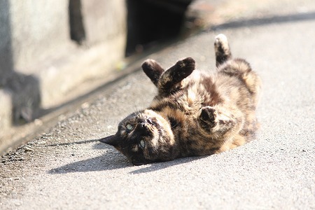 おーいそがしにゃひ おーいそがしにゃひ