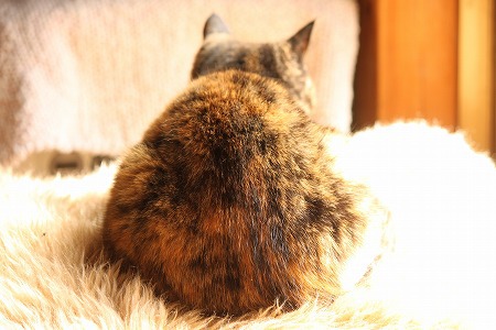 にゃんだろにゃ~ にゃんだろにゃ~