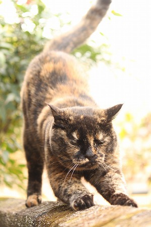 りんきおーへんにゃ りんきおーへんにゃ