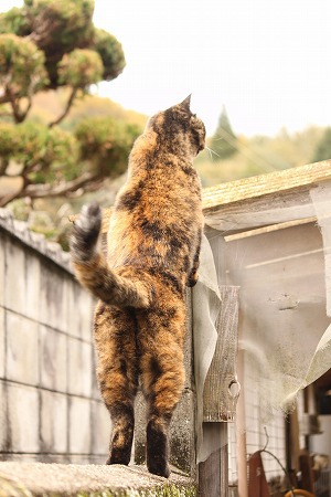 きににゃる! きににゃる!