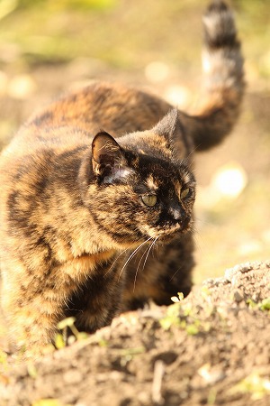 マメマメのひ ねん にゃんかい? マメマメのひ ねん にゃんかい?