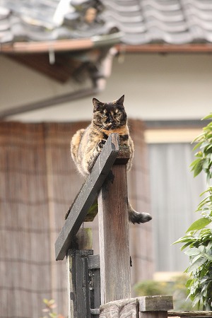 かくれてにゃいにゃ! かくれてにゃいにゃ!