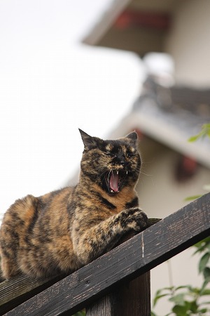 かくれてにゃいにゃ! かくれてにゃいにゃ!