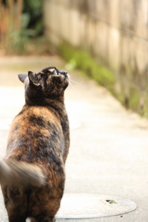 あしたかりゃ 12がつ あしたかりゃ 12がつ