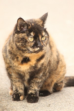 マメマメ だかりゃ マメマメ だかりゃ