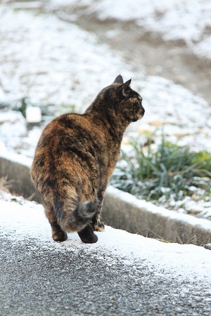 あるけにゃいにゃ あるけにゃいにゃ