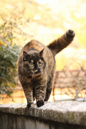 ちがうかもにゃ~ ちがうかもにゃ~