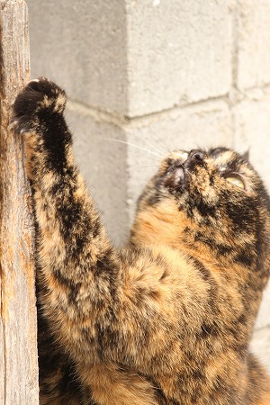 うごく のかにゃ~? うごく のかにゃ~?