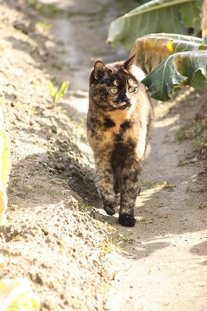 ぱとちゅーにゃ ぱとちゅーにゃ
