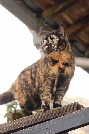 いーことだりゃけにゃ! いーことだりゃけにゃ!