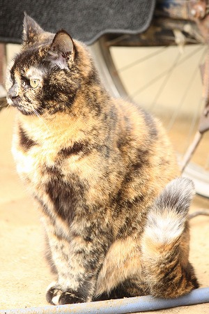 とんでりゅ かふん とんでりゅ かふん