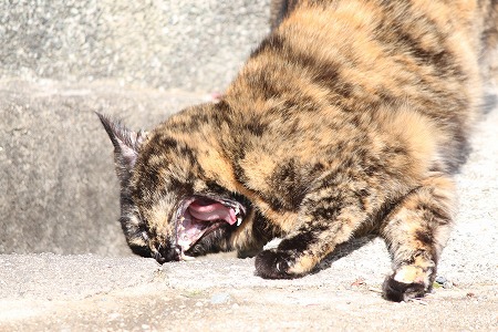 どんにゃかにゃ~ どんにゃかにゃ~
