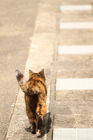 マメマメのみち マメマメのみち