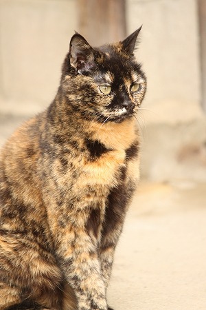 かゆかゆ かゆかゆ