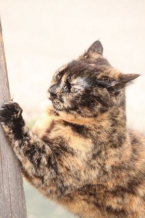 わかってにゃいにゃ わかってにゃいにゃ