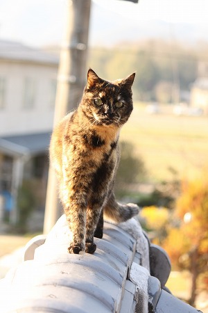 やねぱとちゅー やねぱとちゅー