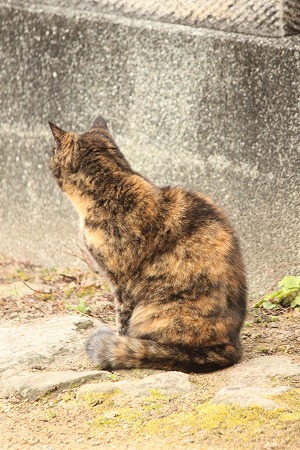 マメマメ なのかにゃ~? マメマメ なのかにゃ~?