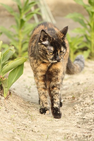 5がつかりゃにゃ! 5がつかりゃにゃ!