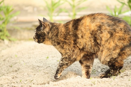 5がつかりゃにゃ! 5がつかりゃにゃ!