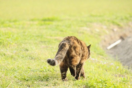 5がつかりゃにゃ! 5がつかりゃにゃ!