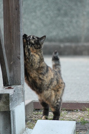 きよーにゃ マメマメ きよーにゃ マメマメ