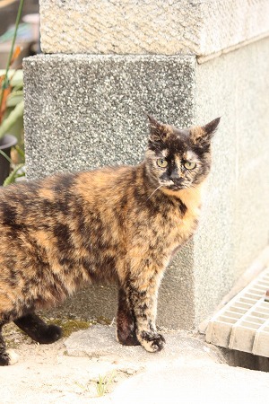 うにゃ? うにゃ?