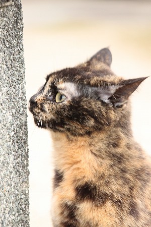 うにゃ? うにゃ?
