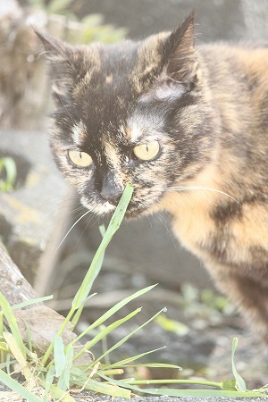 てんねんもの? てんねんもの?