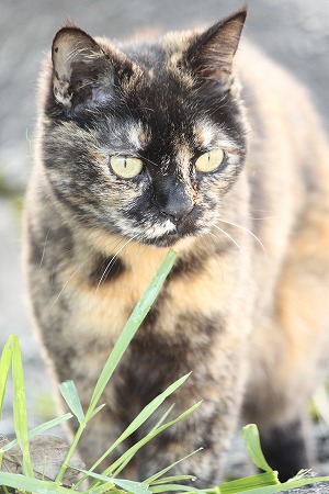 てんねんもの? てんねんもの?