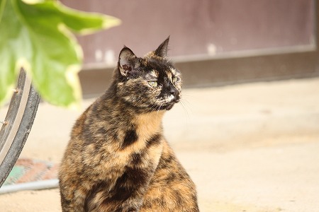 もすこし まつにゃ もすこし まつにゃ